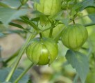 tomate-verde